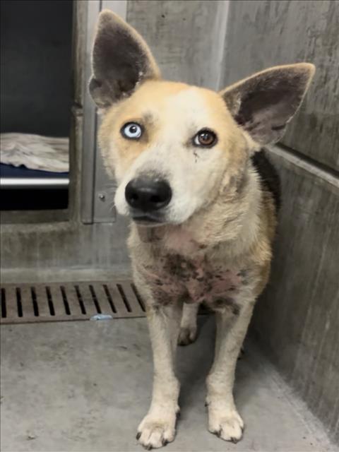 Shelter Stray Female Dog last seen , 11361 W Pico Blvd, Los Angeles, CA 90064, USA