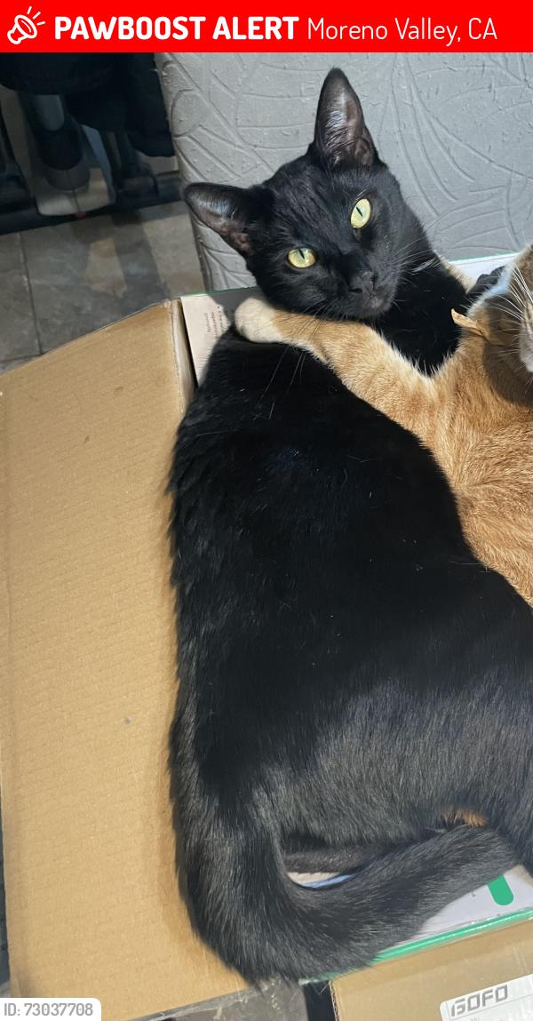 Lost Male Cat last seen morrison and hemlock, Moreno Valley, CA 92555