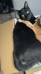 Lost Male Cat last seen morrison and hemlock, Moreno Valley, CA 92555