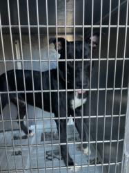 Shelter Stray Male Dog last seen , 3201 Lacy St, Los Angeles, CA 90031, USA