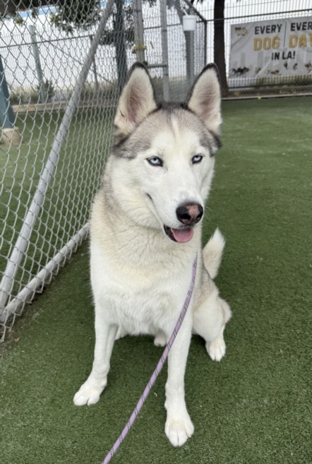 Shelter Stray Male Dog last seen , West Valley Animal Shelter, 20655 Plummer St, Chatsworth, CA 91311, USA