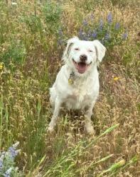 Reunited Female Dog last seen Saltese highland trails, Spokane Valley, WA 99016