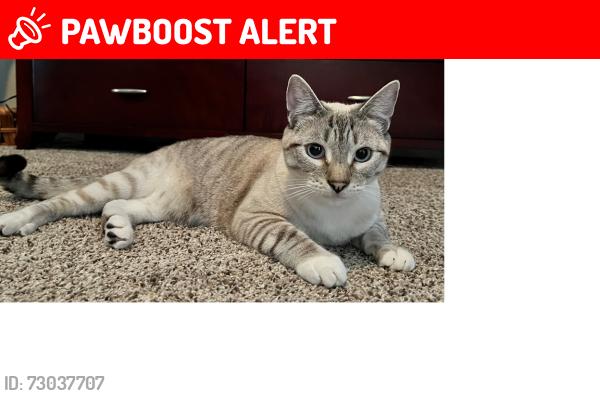 Lost Male Cat last seen Adams Ave and Alabama St, Huntington Beach, CA 92648