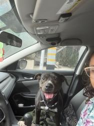 Found/Stray Female Dog last seen S Sepulveda blvd and national blvd, Los Angeles County, CA 90034