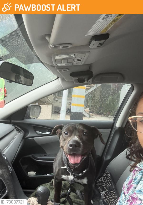 Found/Stray Female Dog last seen S Sepulveda blvd and national blvd, Los Angeles County, CA 90034