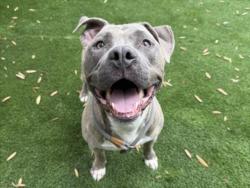Shelter Stray Male Dog last seen , 1850 W 60th St, Los Angeles, CA 90047, USA