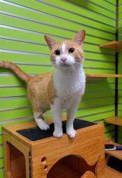 Shelter Stray Male Cat last seen ST CHARLES CO, 4850 Mid Rivers Mall Dr, St Peters, MO 63376, USA