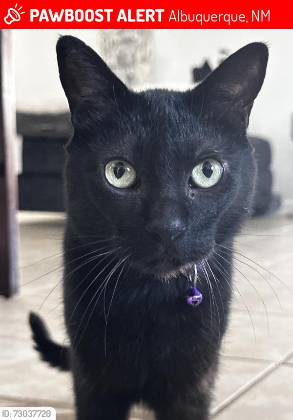 Lost Male Cat last seen Near Eubank Blvd Ne, Albuquerque, NM 87111