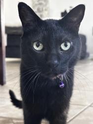 Lost Male Cat last seen Near Eubank Blvd Ne, Albuquerque, NM 87111