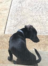 Found/Stray Male Dog last seen Charlotte, Huntsville, AL 35802