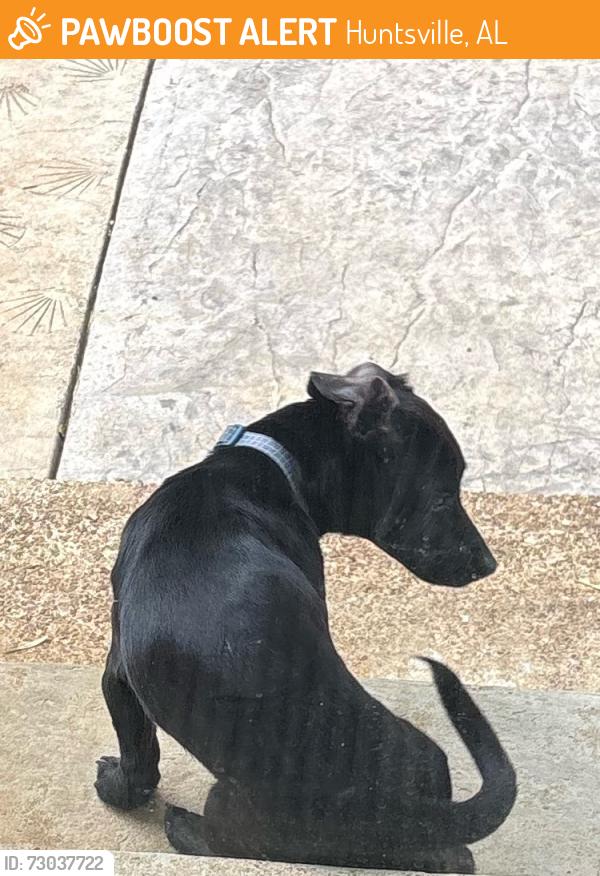 Found/Stray Male Dog last seen Charlotte, Huntsville, AL 35802