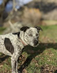 Lost Female Dog last seen Demaree and Walnut, Visalia, CA 93277