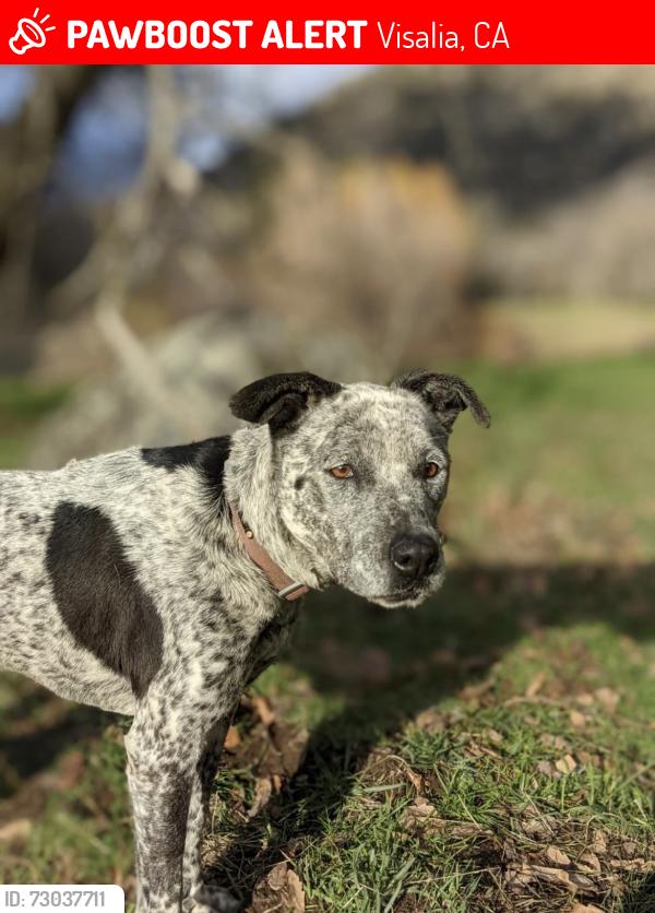 Lost Female Dog last seen Demaree and Walnut, Visalia, CA 93277