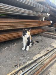 Found/Stray Unknown Cat last seen Carroll Construction, Lino Lakes, MN 55014