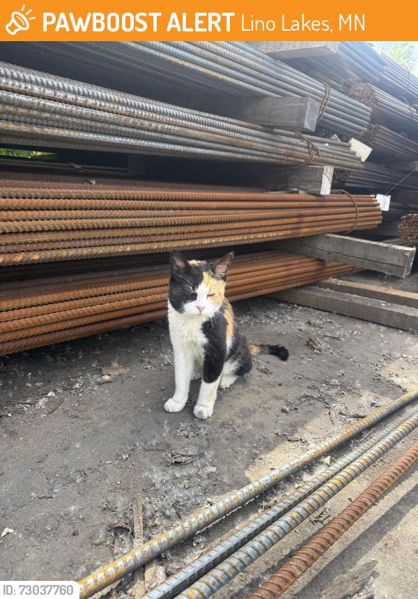 Found/Stray Unknown Cat last seen Carroll Construction, Lino Lakes, MN 55014