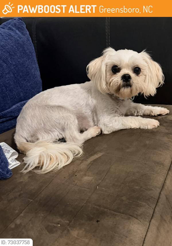 Found/Stray Female Dog last seen Wheat field Drive, Greensboro, NC 27401