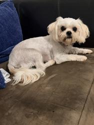 Found/Stray Female Dog last seen Wheat field Drive, Greensboro, NC 27401