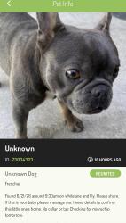 Lost Male Dog last seen White ln, Bakersfield, CA 93309