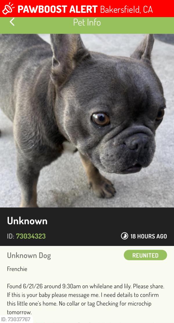 Lost Male Dog last seen White ln, Bakersfield, CA 93309