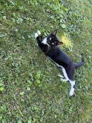 Found/Stray Male Cat last seen 3rd street northeast Rochester MN, Rochester, MN 55906