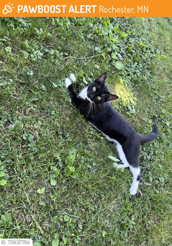 Found/Stray Male Cat last seen 3rd street northeast Rochester MN, Rochester, MN 55906