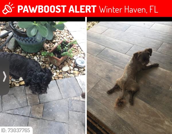 Lost Male Dog last seen St rd 540 west, Winter Haven, FL 33880
