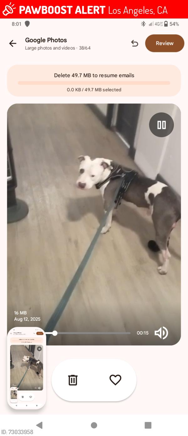 Lost Male Dog last seen Alvarado , Los Angeles, CA 90006