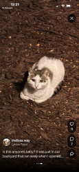 Found/Stray Unknown Cat last seen rhuidean and autumn Wood, Troutman, NC 28166