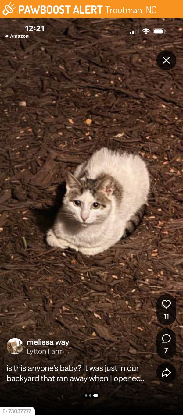 Found/Stray Unknown Cat last seen rhuidean and autumn Wood, Troutman, NC 28166
