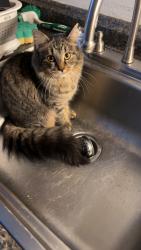 Lost Female Cat last seen Lemon Street, Warminster, PA 18974