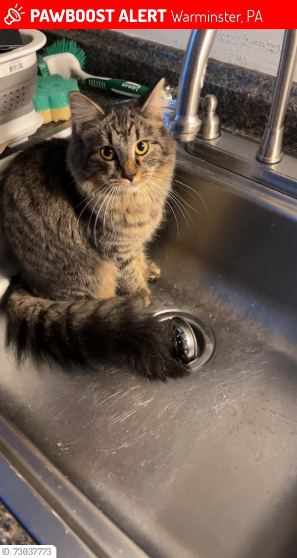 Lost Female Cat last seen Lemon Street, Warminster, PA 18974