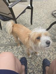 Reunited Male Dog last seen McKee and Toyon, San Jose, CA 95127