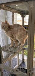 Lost Female Cat last seen Se 161st Ln Rd , Summerfield, FL 34491