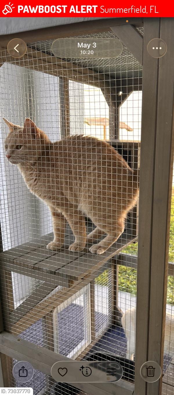 Lost Female Cat last seen Se 161st Ln Rd , Summerfield, FL 34491