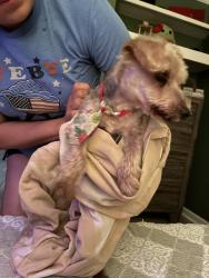 Found/Stray Male Dog last seen Veterans Memorial HWY Mabelton   , Mableton, GA 30126