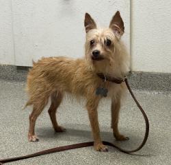 Reunited Female Dog last seen Royal, Julian, CA 92036