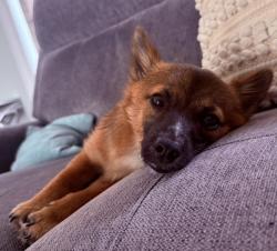 Reunited Male Dog last seen East Mount Kirk, Eagleville, PA 19403