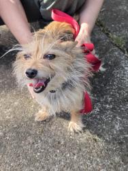 Lost Male Dog last seen Beaverton school , Aloha, OR 97006