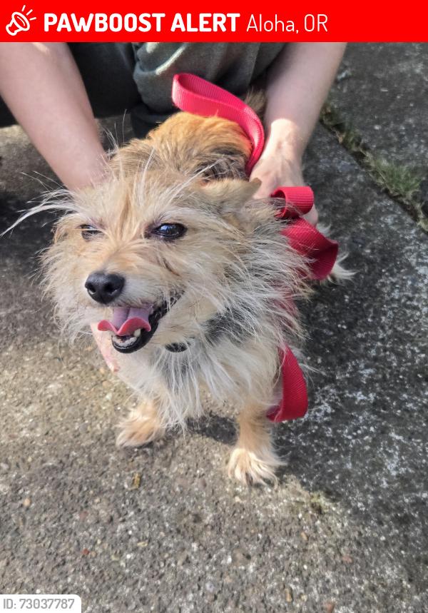 Lost Male Dog last seen Beaverton school , Aloha, OR 97006