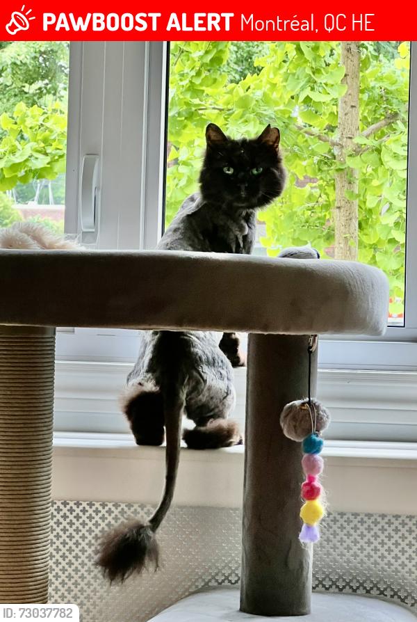 Lost Female Cat last seen De Biencourt St., between Drake and Angers, Montréal, QC H4E
