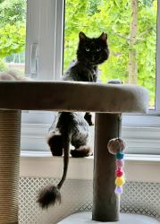 Lost Female Cat last seen De Biencourt St., between Drake and Angers, Montréal, QC H4E
