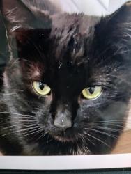 Lost Male Cat last seen 13 mile Greenfield, Southfield, MI 48076