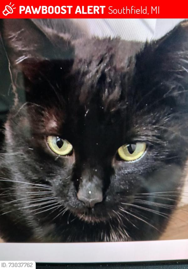 Lost Male Cat last seen 13 mile Greenfield, Southfield, MI 48076