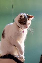 Reunited Male Cat last seen Pearl street, Cardiff, Wales CF24