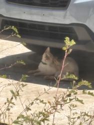 Found/Stray Female Cat last seen Spin nation , Port Richey, FL 34668