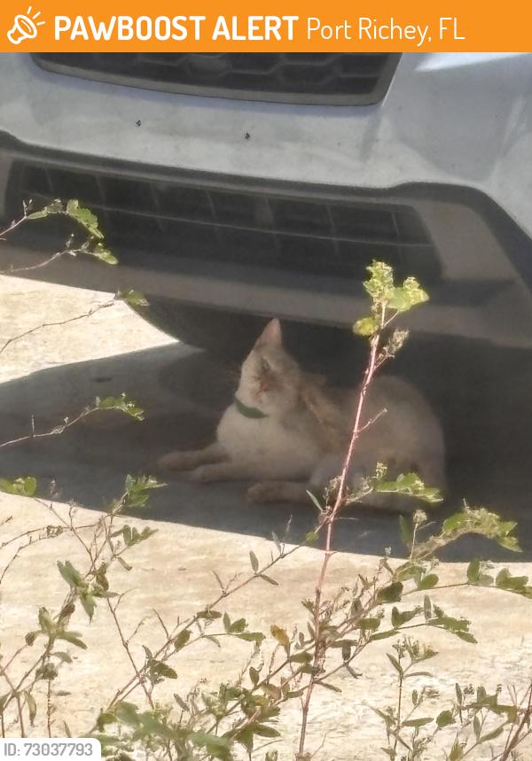 Found/Stray Female Cat last seen Spin nation , Port Richey, FL 34668