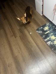 Lost Male Dog last seen Fourthplain, Vancouver, WA 98660