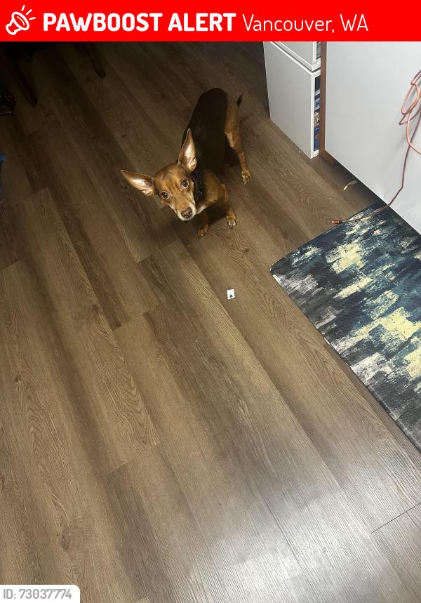 Lost Male Dog last seen Fourthplain, Vancouver, WA 98660