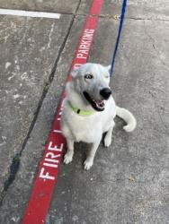 Shelter Stray Female Dog last seen Near N Polk, Desoto, TX, 1150 E Pleasant Run Rd, Cedar Hill, TX 75104, USA