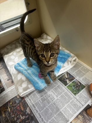 Shelter Stray Female Cat last seen Near Aztec Rd, Doraville 30340, 30340, GA, 3280 Chamblee Dunwoody Rd, Chamblee, GA 30341, USA